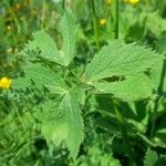 Imperatoria ostruthium Likasa
