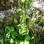 Geum pyrenaicum Celota