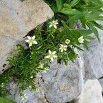 Moehringia ciliata Flower