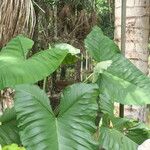 Alocasia macrorrhizosᱥᱟᱠᱟᱢ