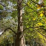 Adansonia za Sonstige