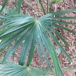 Livistona australis Likasa