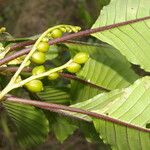 Tournefortiopsis crispiflora Плод