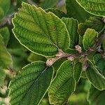 Fothergilla gardenii Lehti