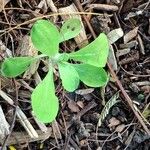 Gamochaeta purpurea List