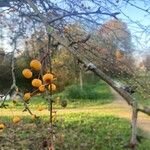 Malus floribunda Fruit