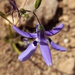 Conanthera trimaculata Flor