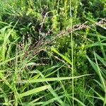 Panicum maximum Flower