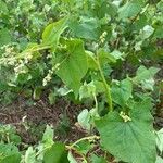 Fagopyrum tataricum পাতা