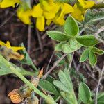 Crotalaria deserticola Blatt