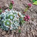 Sempervivum minutum Hoja