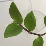 Tradescantia fluminensis Leaf