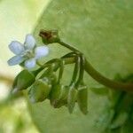 Claytonia perfoliata Інше