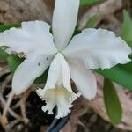 Cattleya gaskelliana Flower