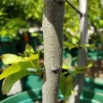 Ilex mucronata Bark