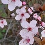 Prunus cerasifera Blomst