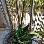 Aloe perfoliata Leaf