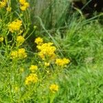 Sisymbrium austriacum Flower