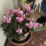 Cyclamen persicumLeaf