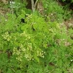 Conium maculatum Flower