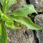 Erigeron floribundus Ліст