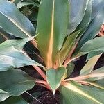 Chlorophytum orchidastrum Habit