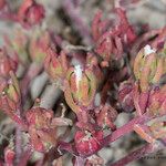 Mesembryanthemum nodiflorumFlower