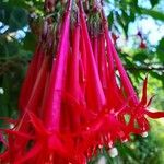 Fuchsia corymbiflora Blomst