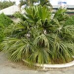 Livistona australis Likasa