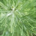 Artemisia abrotanum Levél