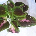 Coleus decurrensपत्ता