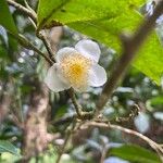 Camellia sinensisFlower