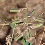 Crotalaria retusa Плід