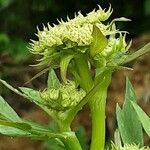 Levisticum officinale Flower