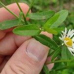 Erigeron annuus ഇല