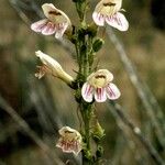 Penstemon virgatus Flower
