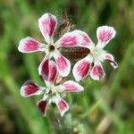 Silene gallica Blüte