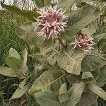 Asclepias speciosa Hoja