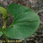 Aristolochia pallida Leaf