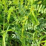 Hippocrepis biflora Habit