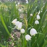 Leucojum aestivumFlor