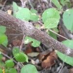 Grewia villosa Leaf