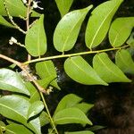 Copaifera aromatica Folla