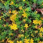 Hypericum empetrifolium Blatt