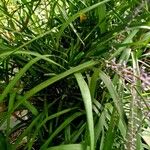 Cordyline stricta Blad