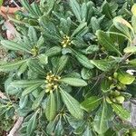 Pittosporum tobiraLapas