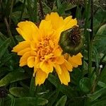 Coreopsis grandiflora Flor