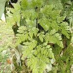 Davallia chaerophylloides Leaf