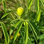 Manihot grahamii Leaf