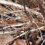 Scrophularia scorodonia Bark